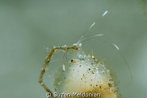 Skeleton Shrimp with babies on it. by Suzan Meldonian 